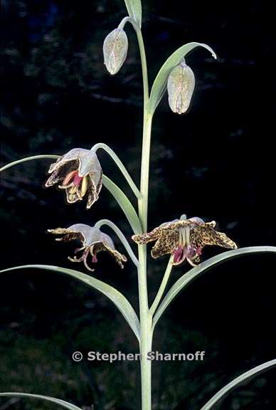 fritillaria sp 5 graphic
